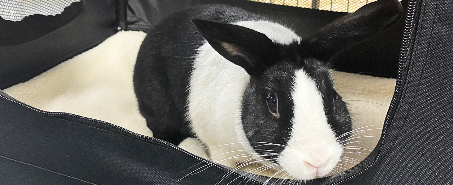 Rabbit in a black HugglePets fabric crate.