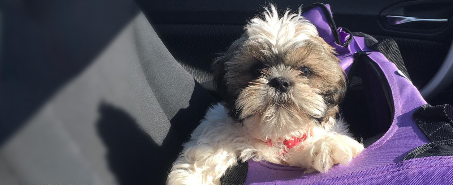 A dog in a purple HugglePets fabric crate in a car.