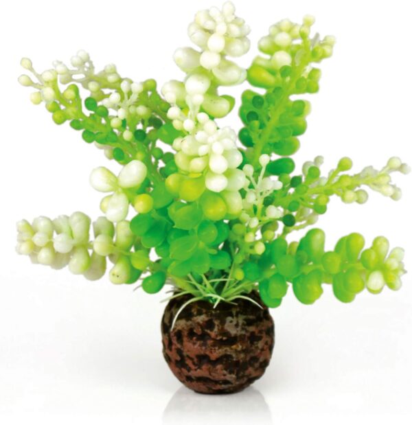 biOrb Caulerpa, Green