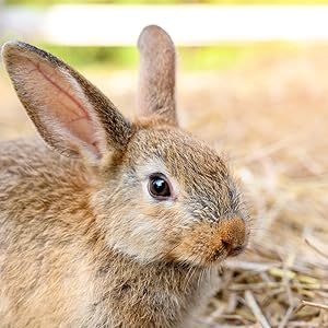 An adult rabbit with straw in the background representing the comfort of this straw bedding. 