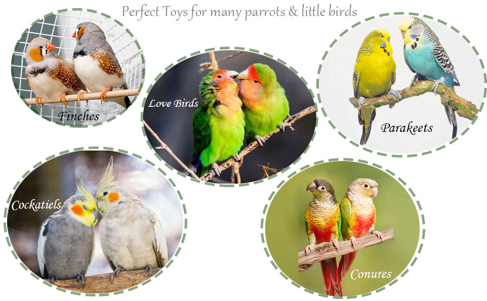 Meet your various needs for birds parrot having fun