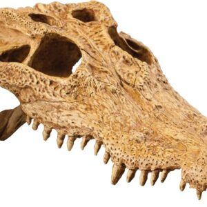 Exo Terra Crocodile Skull