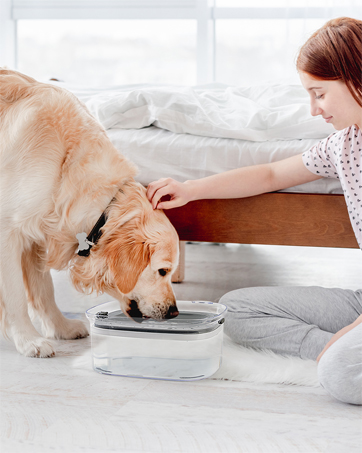 dog water bowl