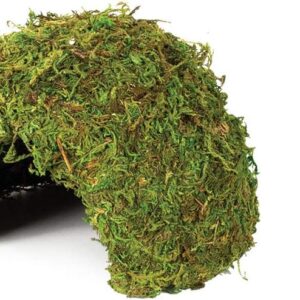 Komodo Medium Natural Moss Cave for Reptiles - M