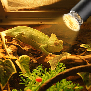 50w reptile bulb