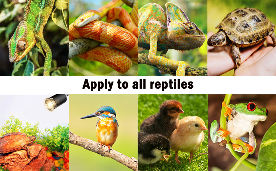 reptiles