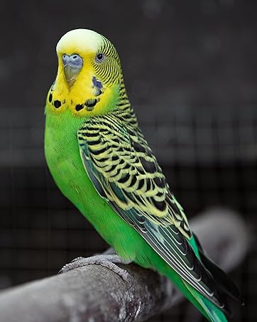 budgie